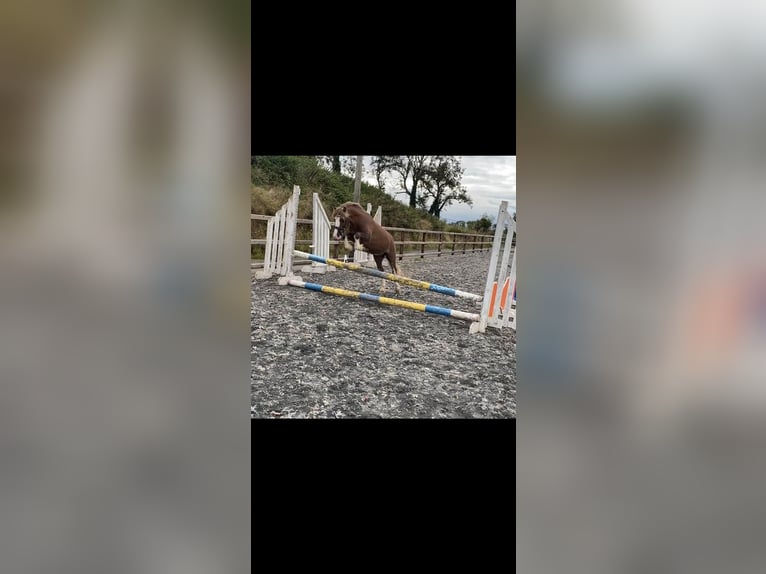 Weitere Ponys/Kleinpferde Wallach 7 Jahre 117 cm Brauner in Bogaarden