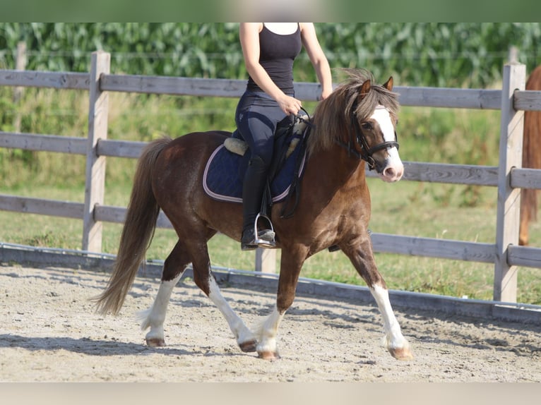 Weitere Ponys/Kleinpferde Wallach 7 Jahre 117 cm Brauner in Bogaarden
