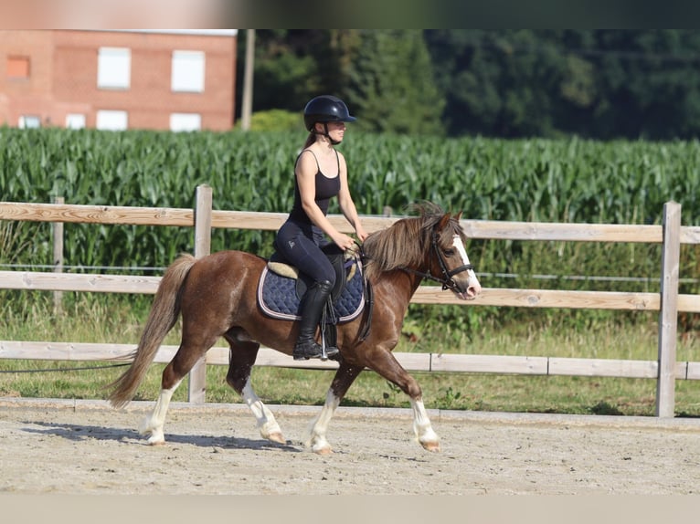 Weitere Ponys/Kleinpferde Wallach 7 Jahre 117 cm Brauner in Bogaarden