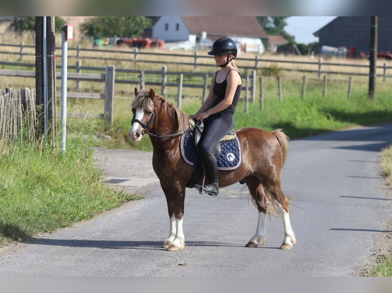 Weitere Ponys/Kleinpferde Wallach 7 Jahre 117 cm Brauner in Bogaarden