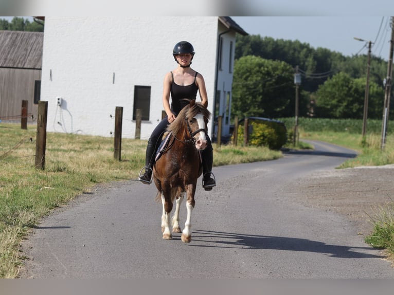 Weitere Ponys/Kleinpferde Wallach 7 Jahre 117 cm Brauner in Bogaarden