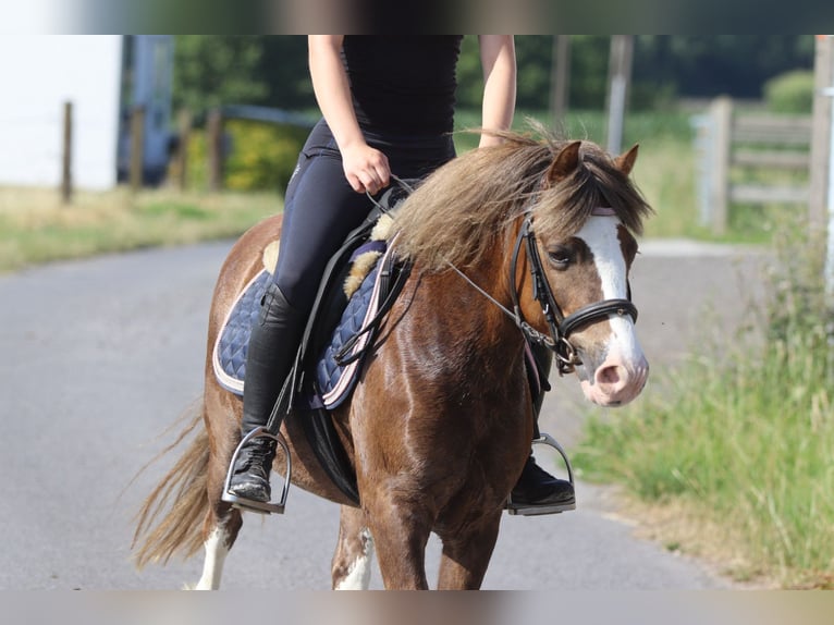 Weitere Ponys/Kleinpferde Wallach 7 Jahre 117 cm Brauner in Bogaarden