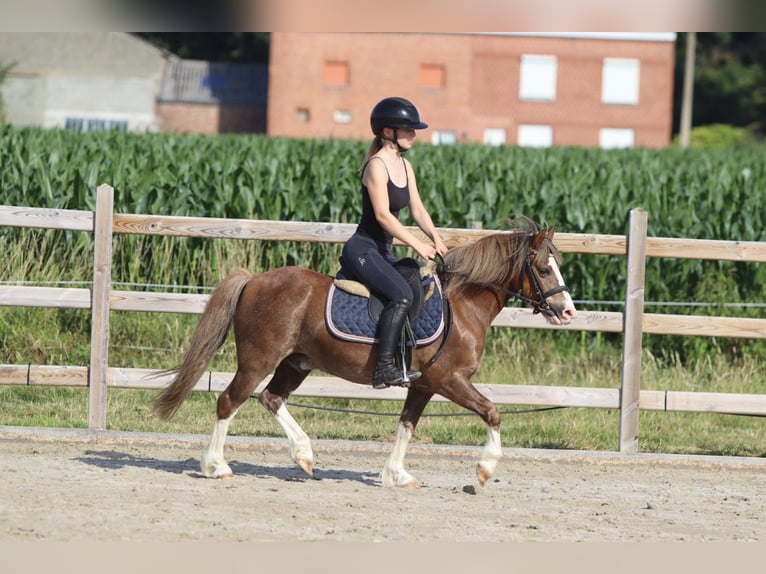 Weitere Ponys/Kleinpferde Wallach 7 Jahre 117 cm Brauner in Bogaarden
