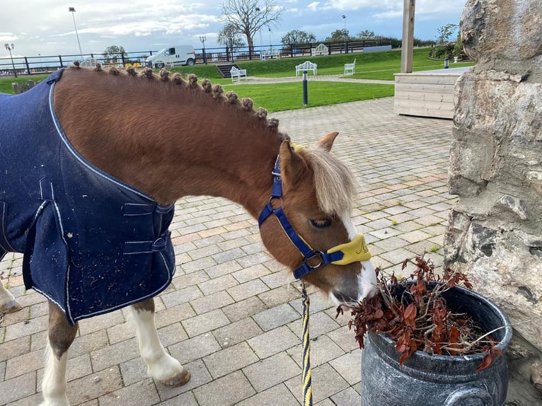 Weitere Ponys/Kleinpferde Wallach 7 Jahre 117 cm Brauner in Bogaarden