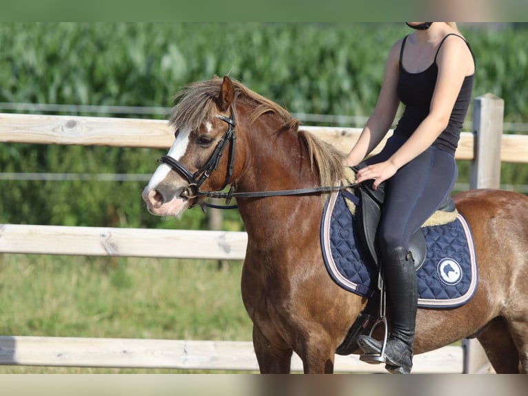 Weitere Ponys/Kleinpferde Wallach 7 Jahre 117 cm Brauner in Bogaarden