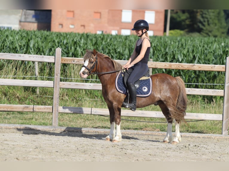 Weitere Ponys/Kleinpferde Wallach 7 Jahre 117 cm Brauner in Bogaarden