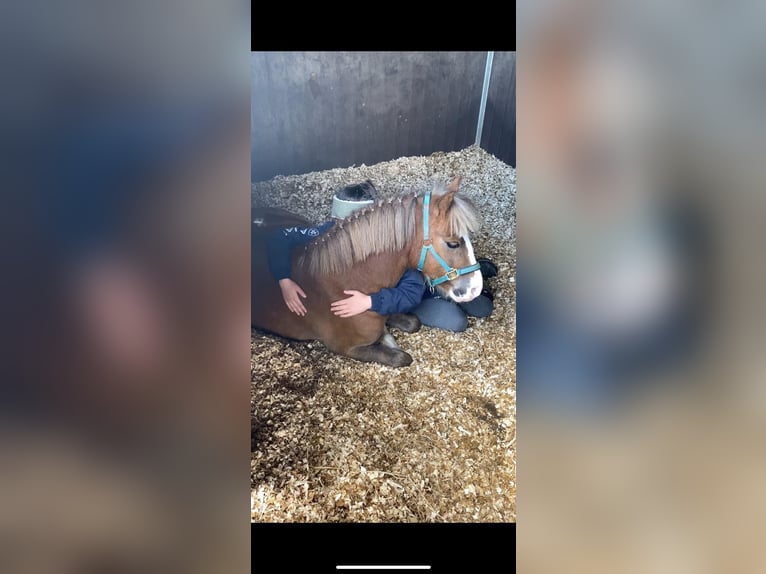 Weitere Ponys/Kleinpferde Wallach 7 Jahre 117 cm Brauner in Bogaarden
