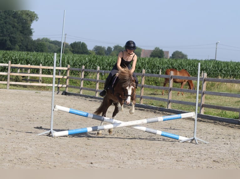 Weitere Ponys/Kleinpferde Wallach 7 Jahre 117 cm Brauner in Bogaarden