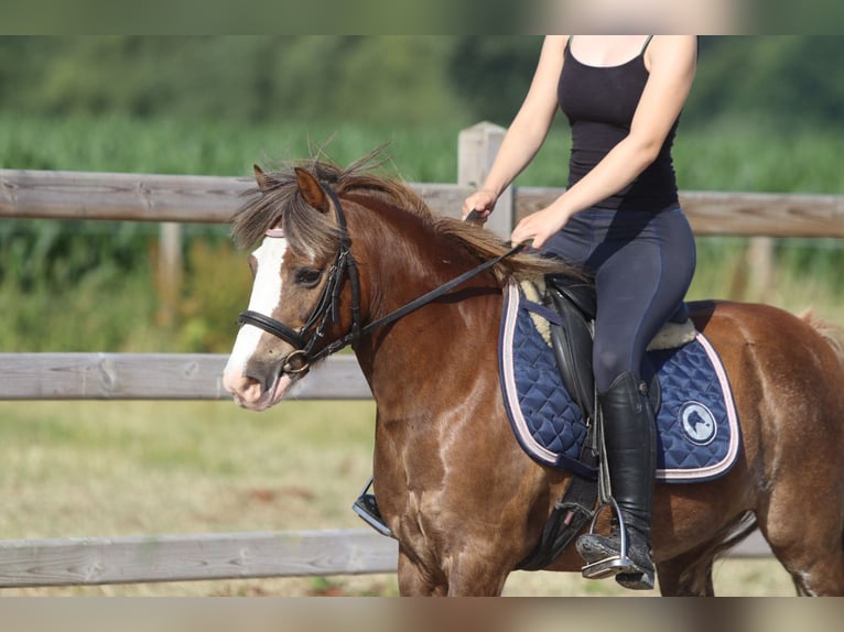 Weitere Ponys/Kleinpferde Wallach 7 Jahre 117 cm Brauner in Bogaarden
