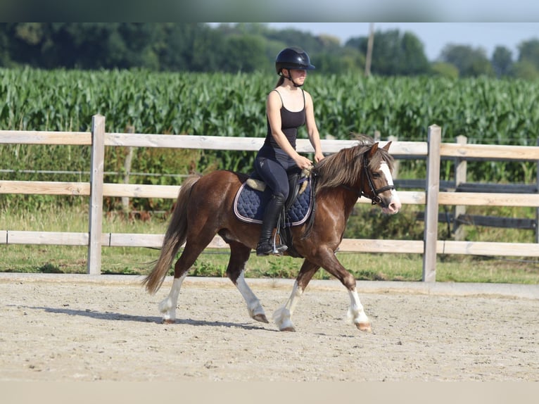 Weitere Ponys/Kleinpferde Wallach 7 Jahre 117 cm Brauner in Bogaarden