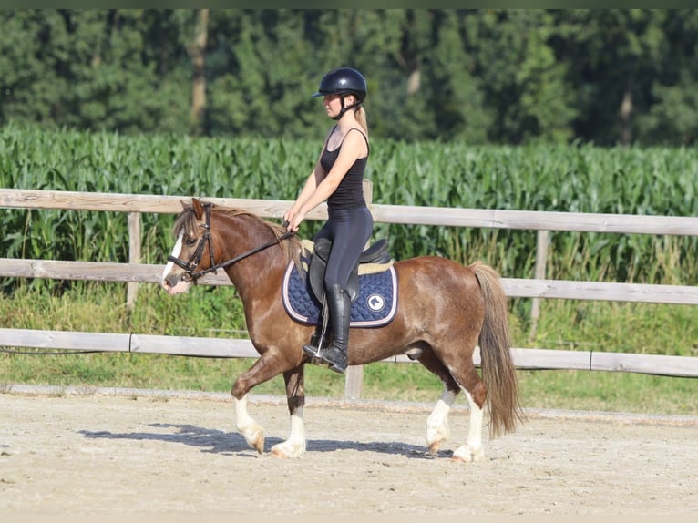Weitere Ponys/Kleinpferde Wallach 7 Jahre 117 cm Brauner in Bogaarden