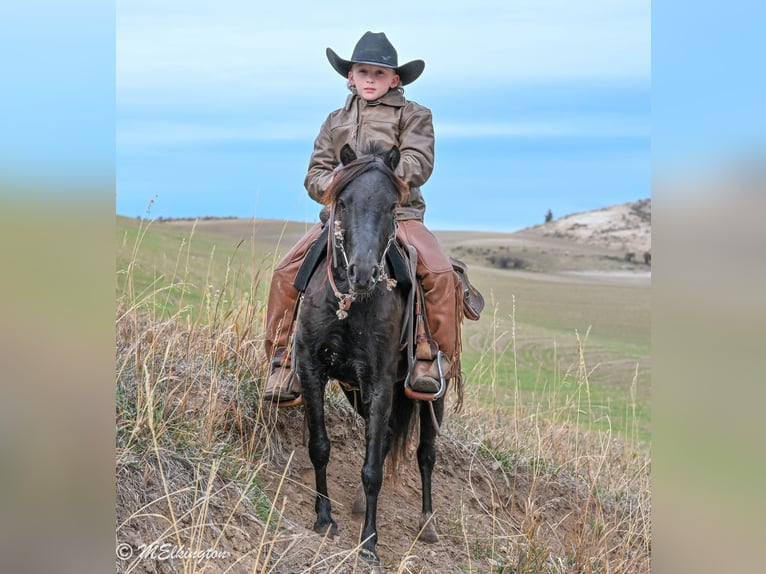 Weitere Ponys/Kleinpferde Wallach 7 Jahre 117 cm Rappe in Rigby