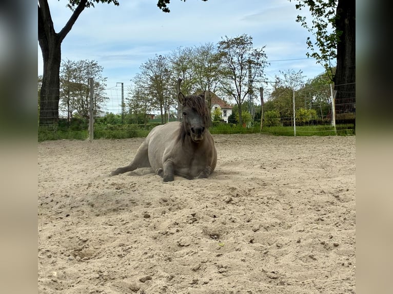 Weitere Ponys/Kleinpferde Wallach 7 Jahre 120 cm Falbe in Salzgitter