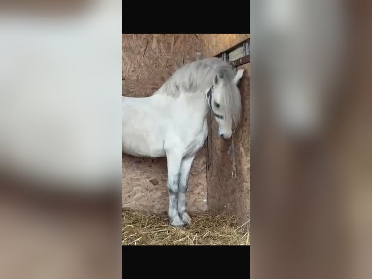 Weitere Ponys/Kleinpferde Wallach 7 Jahre 120 cm Schimmel in Rechnitz
