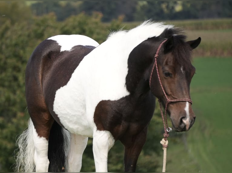 Weitere Ponys/Kleinpferde Wallach 7 Jahre 122 cm Schecke in Fresno