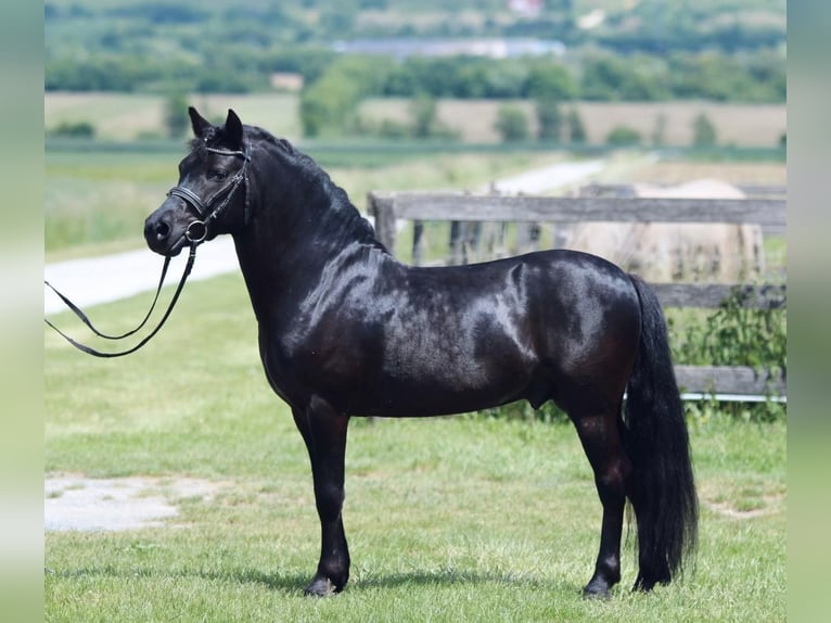 Weitere Ponys/Kleinpferde Wallach 7 Jahre 123 cm Schecke in Rechnitz Weitere Ponys/Kleinpferde Wallach 7 Jahre 123 cm Schecke in Rechnitz