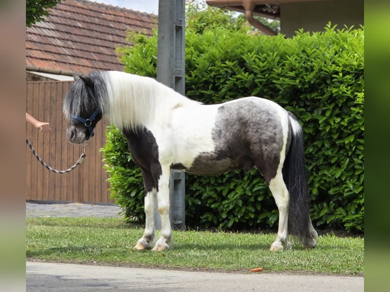 Weitere Ponys/Kleinpferde Wallach 7 Jahre 123 cm Schecke in Rechnitz