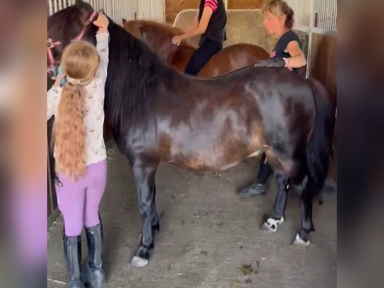 Weitere Ponys/Kleinpferde Wallach 7 Jahre 125 cm Fuchs in Rechnitz