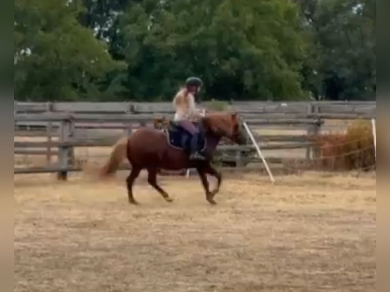 Weitere Ponys/Kleinpferde Wallach 7 Jahre 125 cm Fuchs in Rechnitz