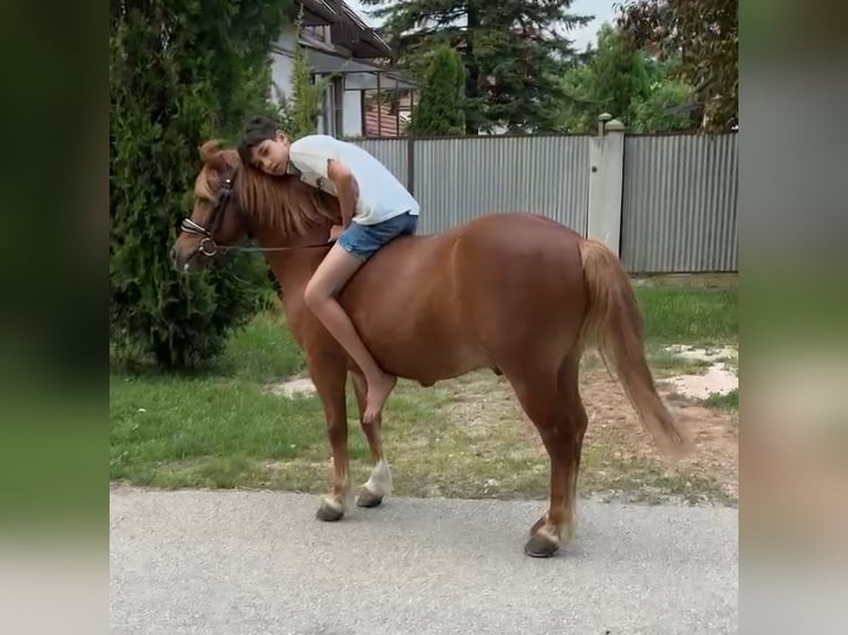 Weitere Ponys/Kleinpferde Wallach 7 Jahre 125 cm Fuchs in Rechnitz