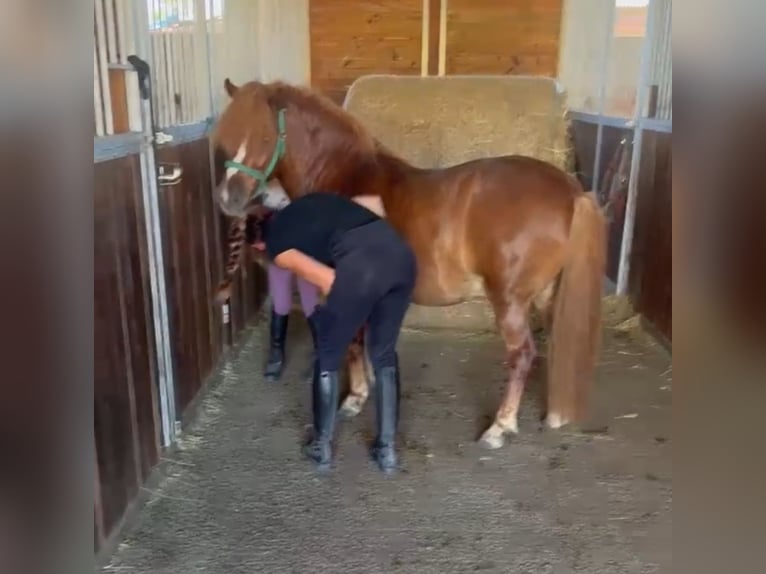 Weitere Ponys/Kleinpferde Wallach 7 Jahre 125 cm Fuchs in Rechnitz