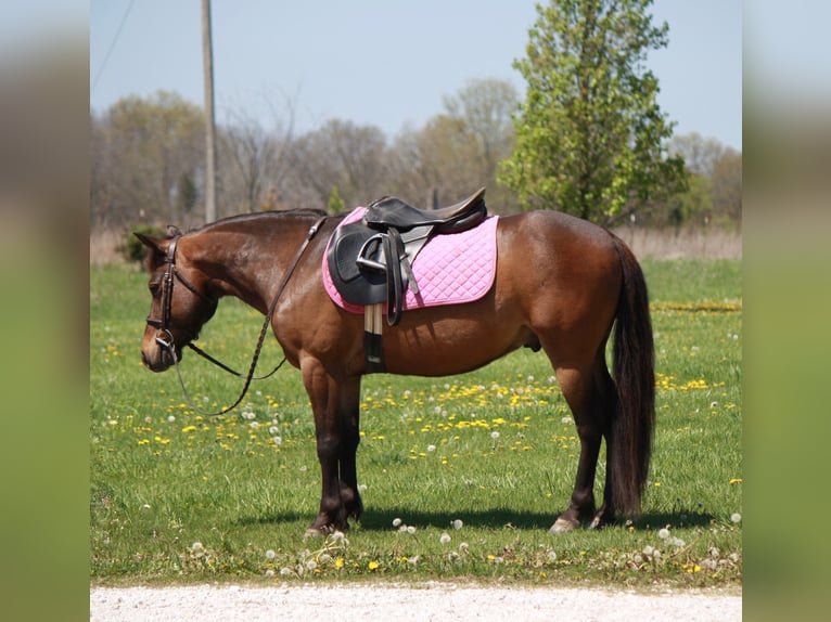 Weitere Ponys/Kleinpferde Wallach 7 Jahre 127 cm Rotbrauner in Macon, MO