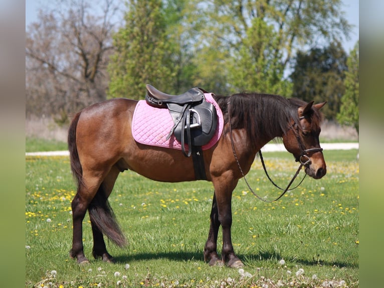 Weitere Ponys/Kleinpferde Wallach 7 Jahre 127 cm Rotbrauner in Macon, MO