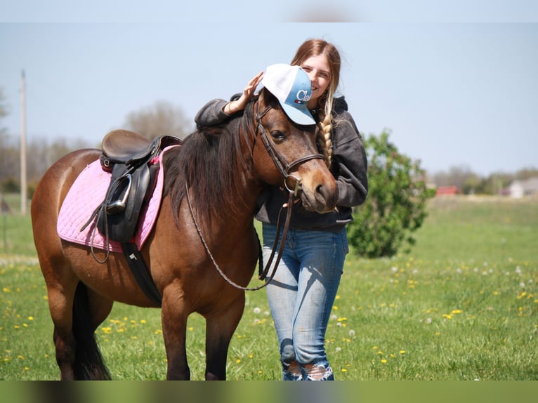 Weitere Ponys/Kleinpferde Wallach 7 Jahre 127 cm Rotbrauner in Macon, MO