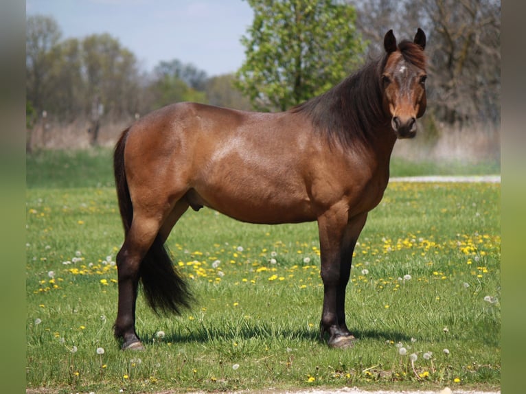 Weitere Ponys/Kleinpferde Wallach 7 Jahre 127 cm Rotbrauner in Macon, MO