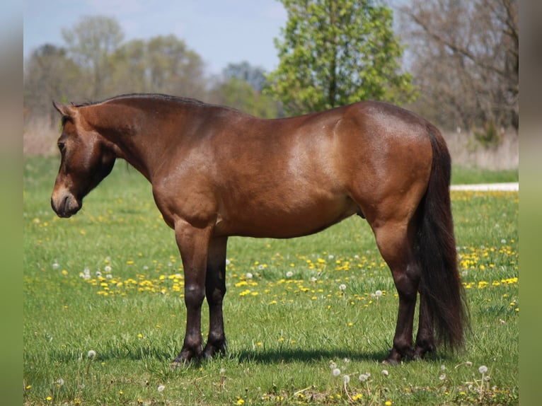 Weitere Ponys/Kleinpferde Wallach 7 Jahre 127 cm Rotbrauner in Macon, MO