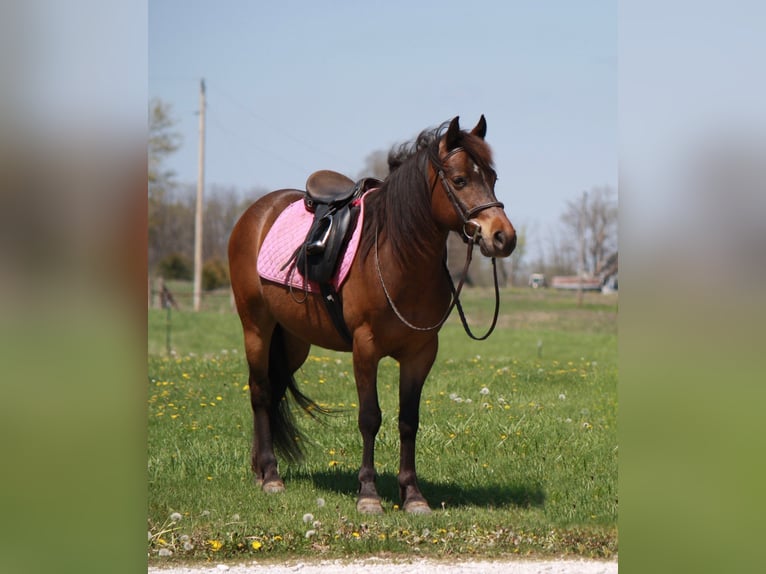 Weitere Ponys/Kleinpferde Wallach 7 Jahre 127 cm Rotbrauner in Macon, MO