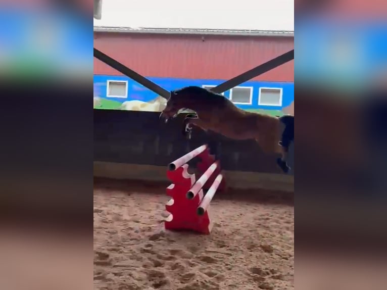 Weitere Ponys/Kleinpferde Wallach 7 Jahre 130 cm Falbe in Rechnitz