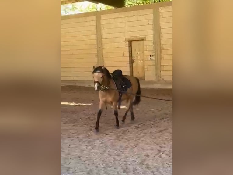 Weitere Ponys/Kleinpferde Wallach 7 Jahre 130 cm Falbe in Rechnitz