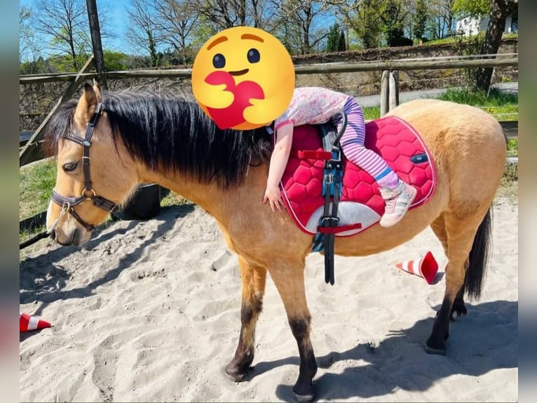 Weitere Ponys/Kleinpferde Wallach 7 Jahre 130 cm Falbe in Rechnitz