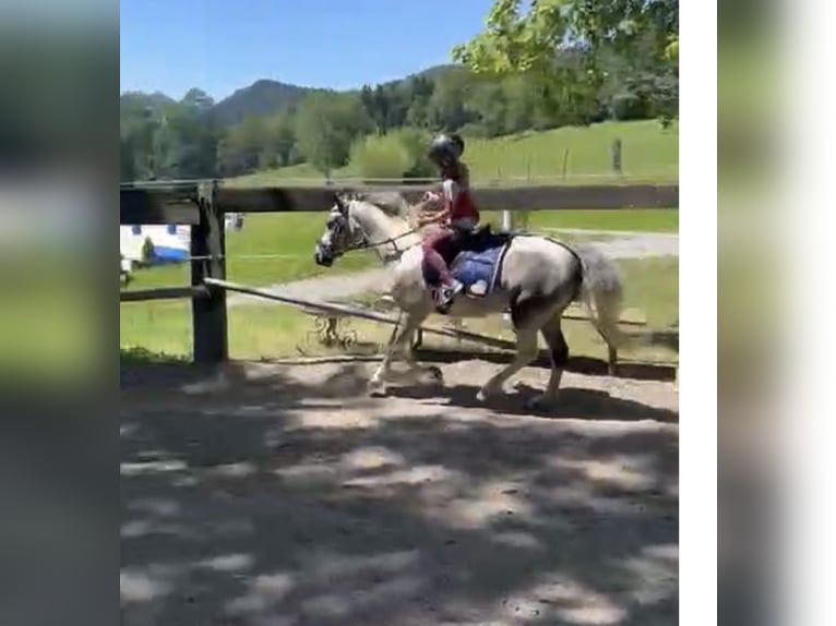 Weitere Ponys/Kleinpferde Wallach 7 Jahre 130 cm Schimmel in Pelmberg
