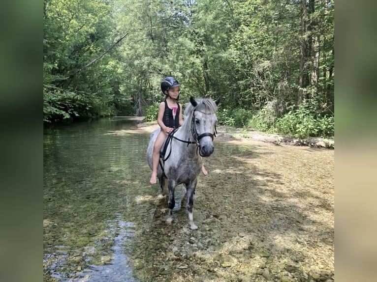 Weitere Ponys/Kleinpferde Wallach 7 Jahre 130 cm Schimmel in Pelmberg
