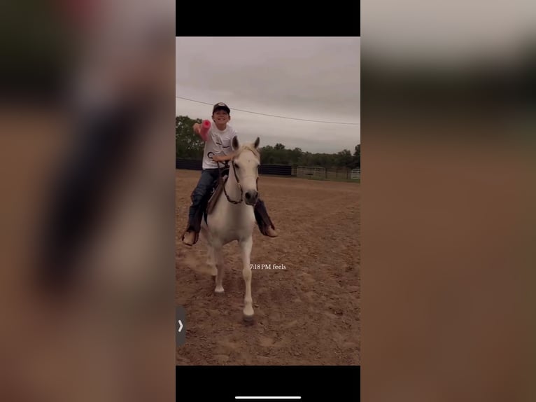 Weitere Ponys/Kleinpferde Wallach 7 Jahre 130 cm Schimmel in Victoria