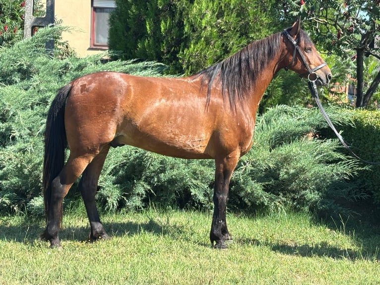 Weitere Ponys/Kleinpferde Wallach 7 Jahre 132 cm Brauner in B&#xE9;k&#xE9;s