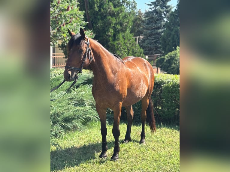 Weitere Ponys/Kleinpferde Wallach 7 Jahre 132 cm Brauner in B&#xE9;k&#xE9;s