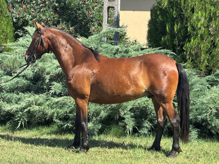 Weitere Ponys/Kleinpferde Wallach 7 Jahre 132 cm Brauner in B&#xE9;k&#xE9;s