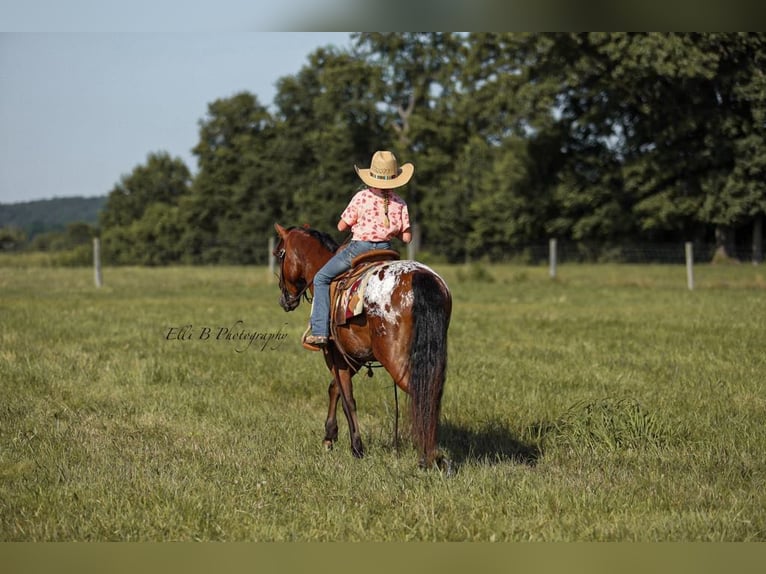 Weitere Ponys/Kleinpferde Wallach 7 Jahre 132 cm Rotbrauner in Brodhead