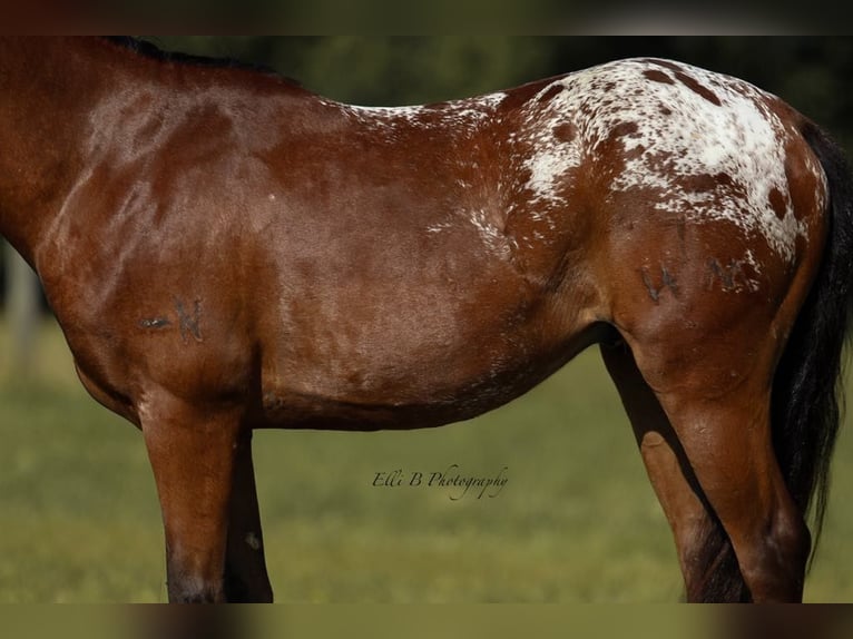 Weitere Ponys/Kleinpferde Wallach 7 Jahre 132 cm Rotbrauner in Brodhead