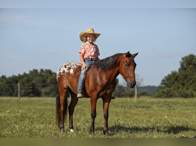 Weitere Ponys/Kleinpferde Wallach 7 Jahre 132 cm Rotbrauner in Brodhead