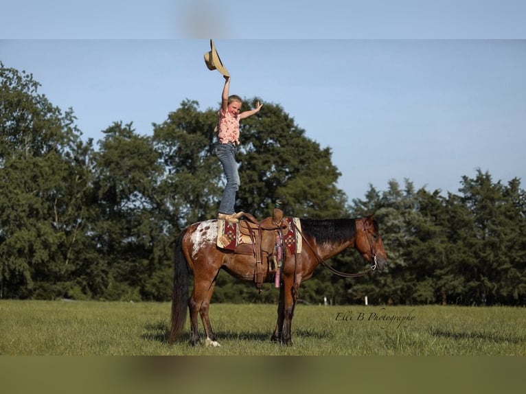 Weitere Ponys/Kleinpferde Wallach 7 Jahre 132 cm Rotbrauner in Brodhead