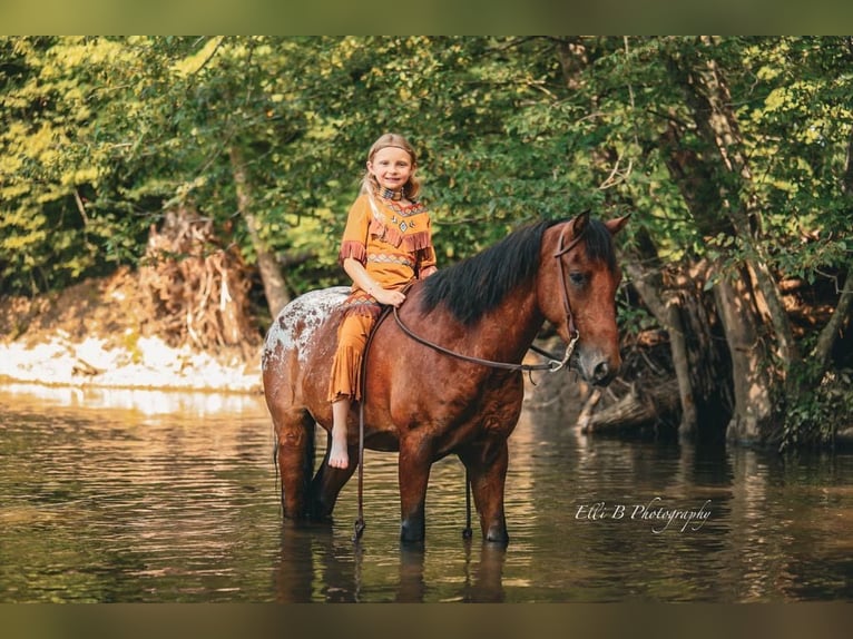 Weitere Ponys/Kleinpferde Wallach 7 Jahre 132 cm Rotbrauner in Brodhead