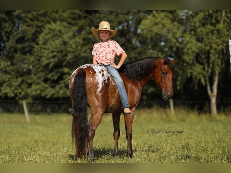 Weitere Ponys/Kleinpferde Wallach 7 Jahre 132 cm Rotbrauner in Brodhead