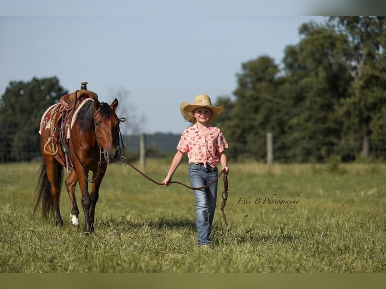 Weitere Ponys/Kleinpferde Wallach 7 Jahre 132 cm Rotbrauner in Brodhead