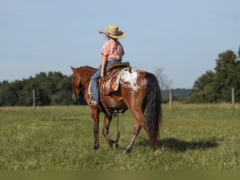 Weitere Ponys/Kleinpferde Wallach 7 Jahre 132 cm Rotbrauner in Brodhead