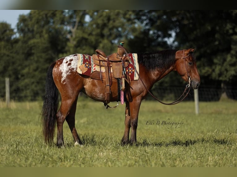 Weitere Ponys/Kleinpferde Wallach 7 Jahre 132 cm Rotbrauner in Brodhead