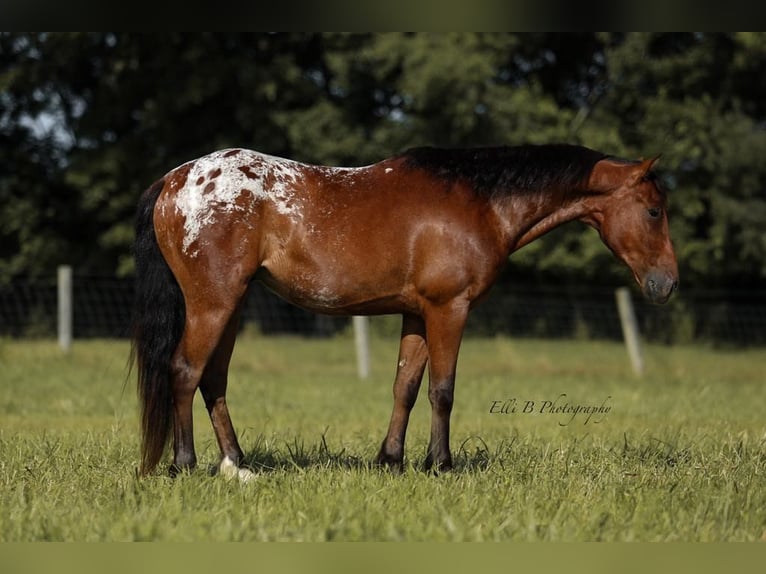 Weitere Ponys/Kleinpferde Wallach 7 Jahre 132 cm Rotbrauner in Brodhead